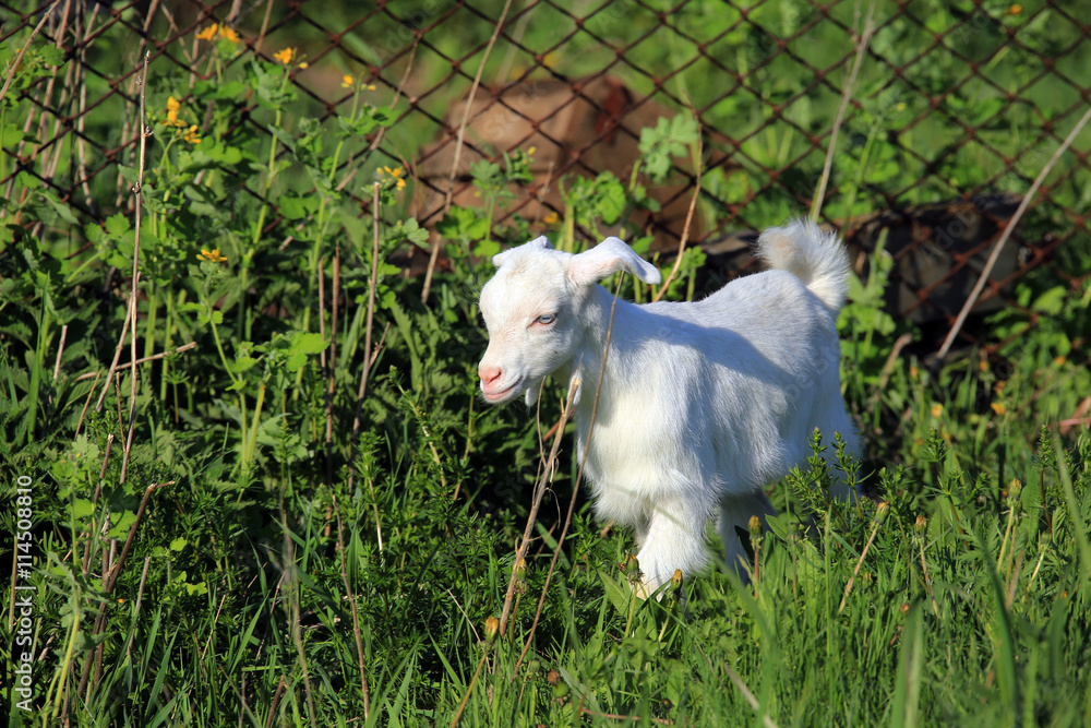 Naklejka premium goatling on a meadow