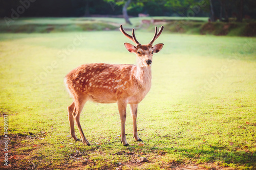 sacred sika deer at Nara park in the morning  Nara  Japan