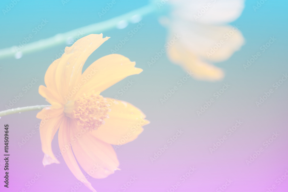 Flowers, colorful, art, pastel style.