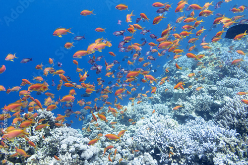 colorful coral reef with shoal of fishes anthias , tropical sea