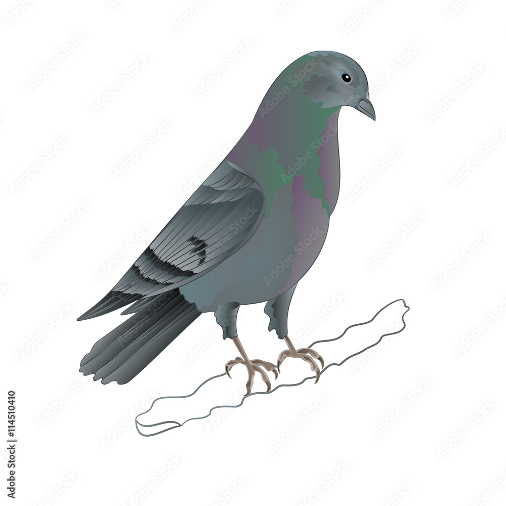 Fototapeta premium Dove Carrier pigeon domestic breed sports bird vector illustration