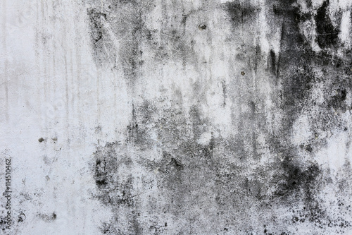 Wallpaper Mural moldy plaster Torontodigital.ca