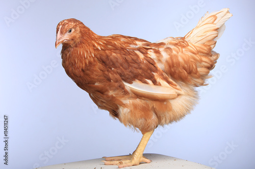 chicken-laying hens