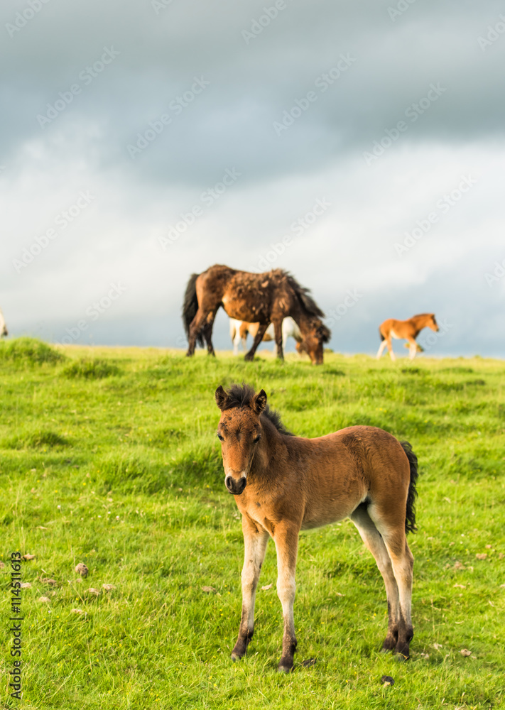 cute young wild pony in moorland cute young wild pony in moorland