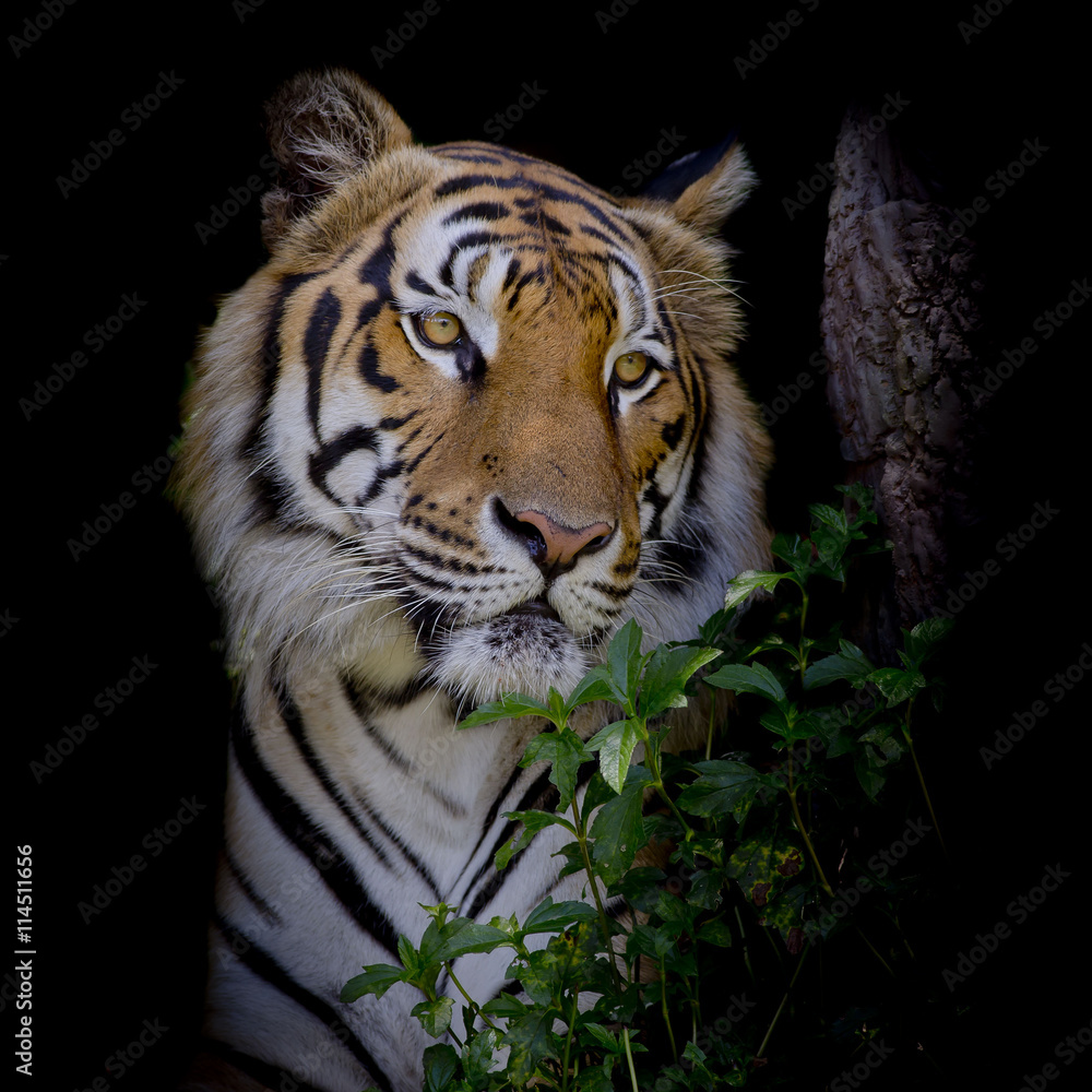 Naklejka premium Tiger looking his prey and ready to catch it