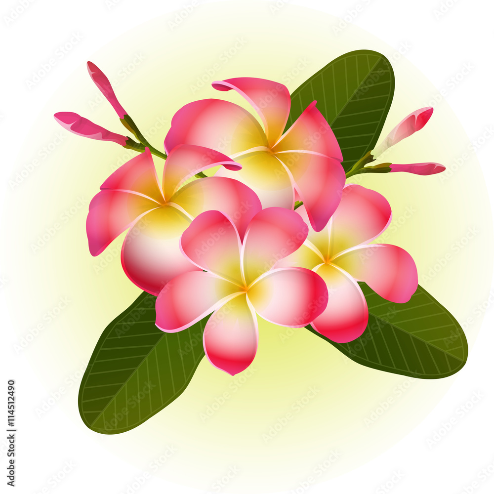 Fototapeta premium red Frangipani Plumeria tropical flower illustration vector