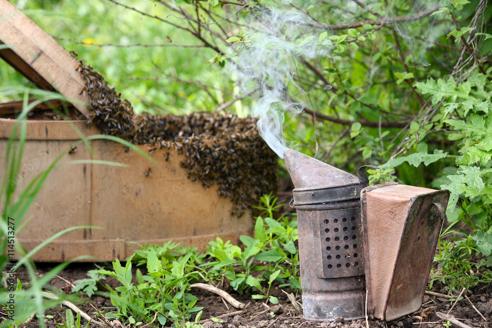 Fototapeta premium a swarm of bees