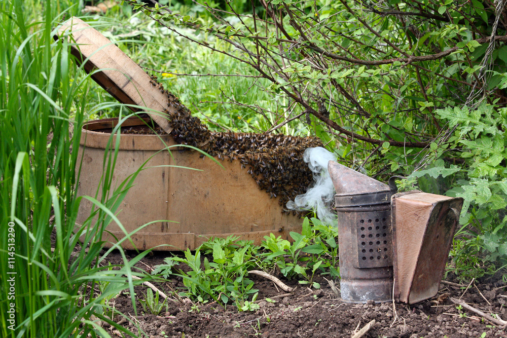 Fototapeta premium a swarm of bees