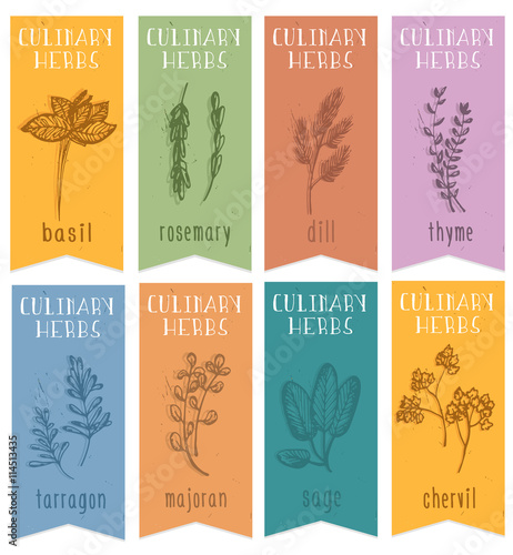 Set of 8 herbal labels on hand drawn sketch. Vertical banners with basil, chervil, rosemari,dill, sage, tarragon, majoran,thyme. Great for cooking, medical, gardening design. Vector Illustration