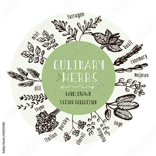 Set of Culinary herbs. Hand drawn herbs collection. Vector Illustration