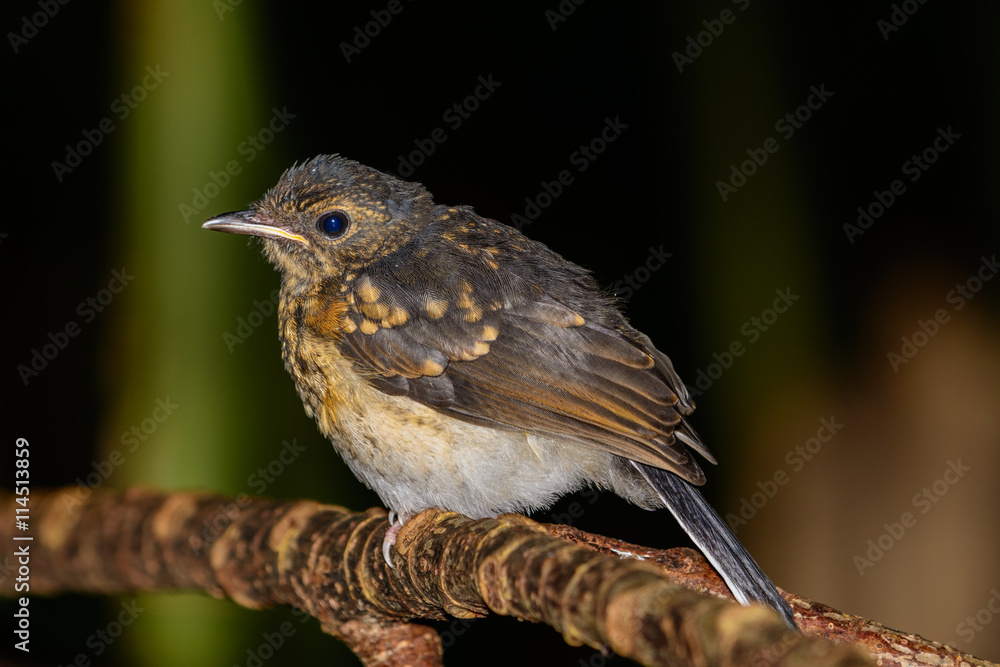Fototapeta premium white-rumped shama (Copsychus malabaricus)