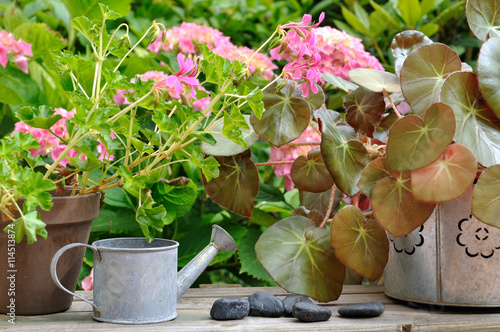 pots de fleurs et arrosoir sur tablette en bois