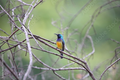 Collared sunbird (Hedydipna collaris) in Rwanda     © feathercollector