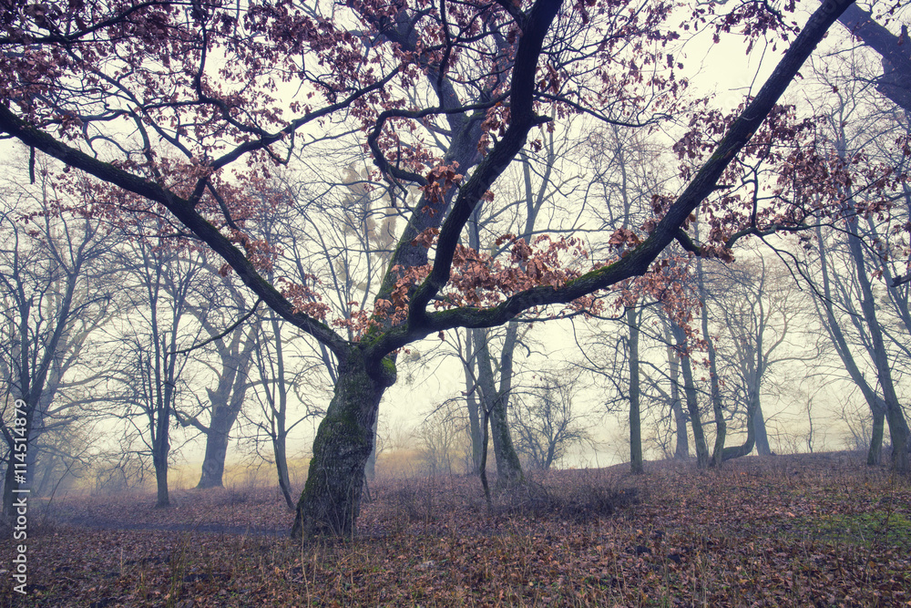 Trail through a mysterious dark old forest in fog. Autumn morning. Magical atmosphere. Fairytale
