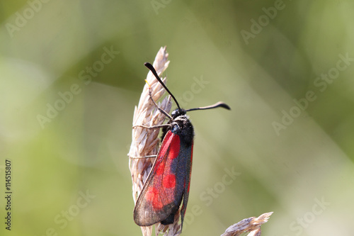 Bright red butterfly wings