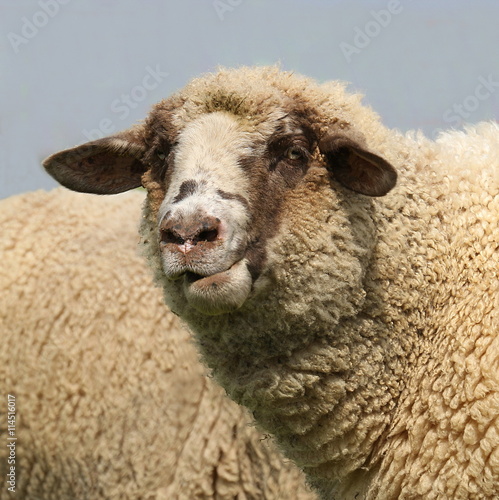 Porträt eines weißen Schafes