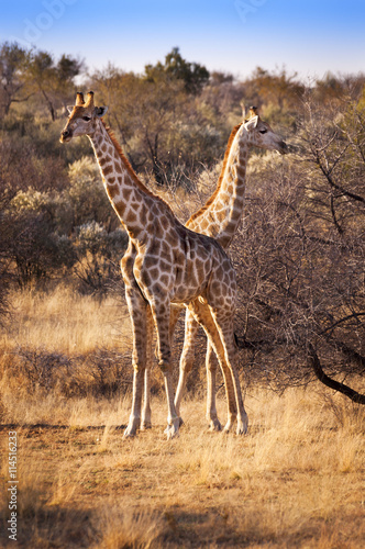 Two giraffes in the Savannah, in Namibia, Africa