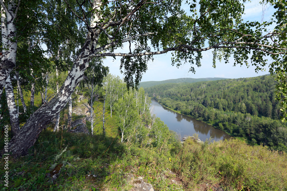 Fototapeta premium birch grove in the Urals