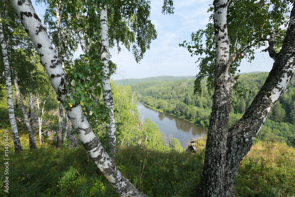 Fototapeta premium birch grove in the Urals