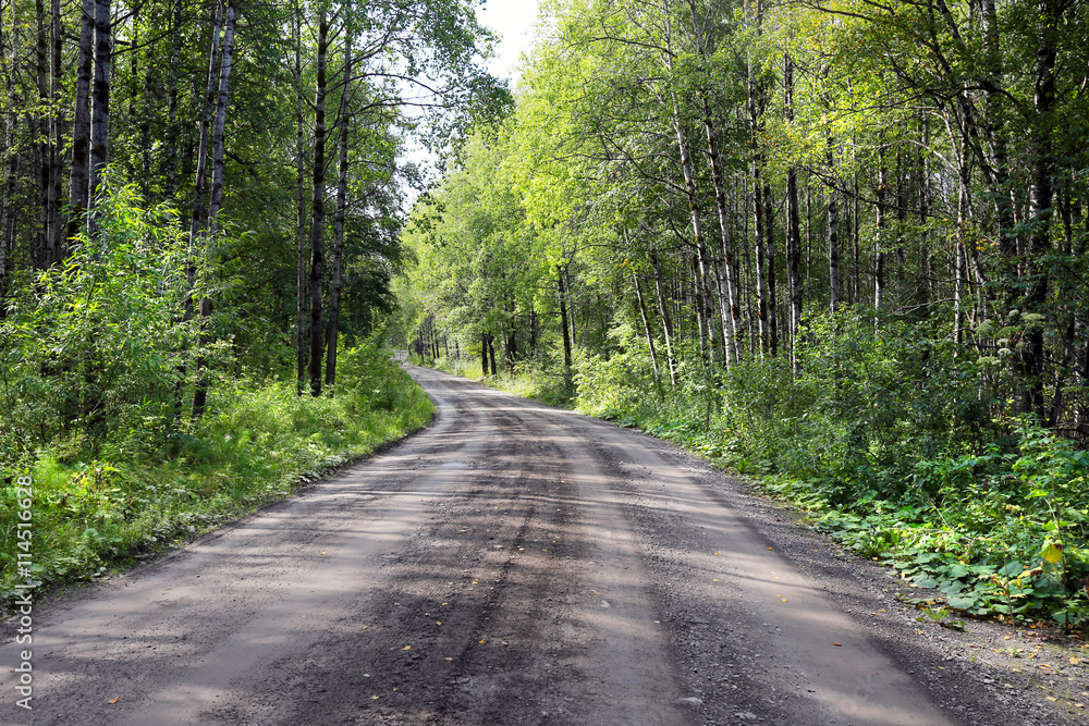 Fototapeta premium dirt road in the woods
