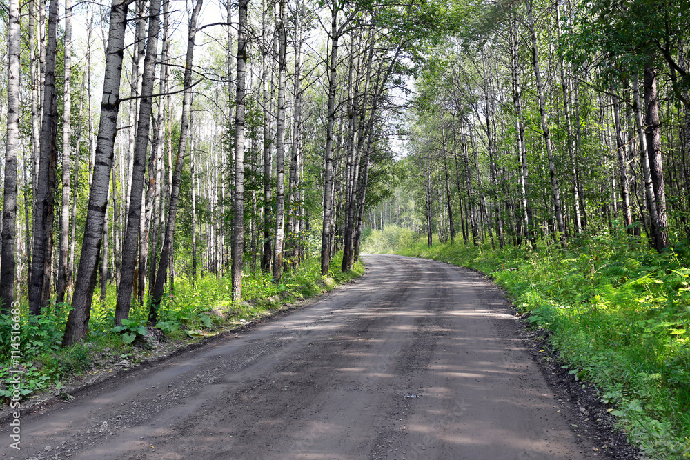 Fototapeta premium dirt road in the woods