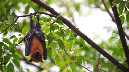 Bat hanging upside down on the tree.Wat Nongsrida , Saraburi ,Thailand.