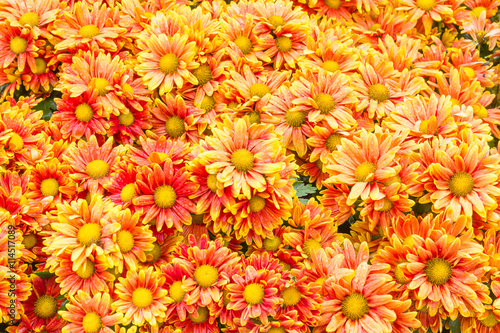 Orange Chrysanthemum flowers in garden