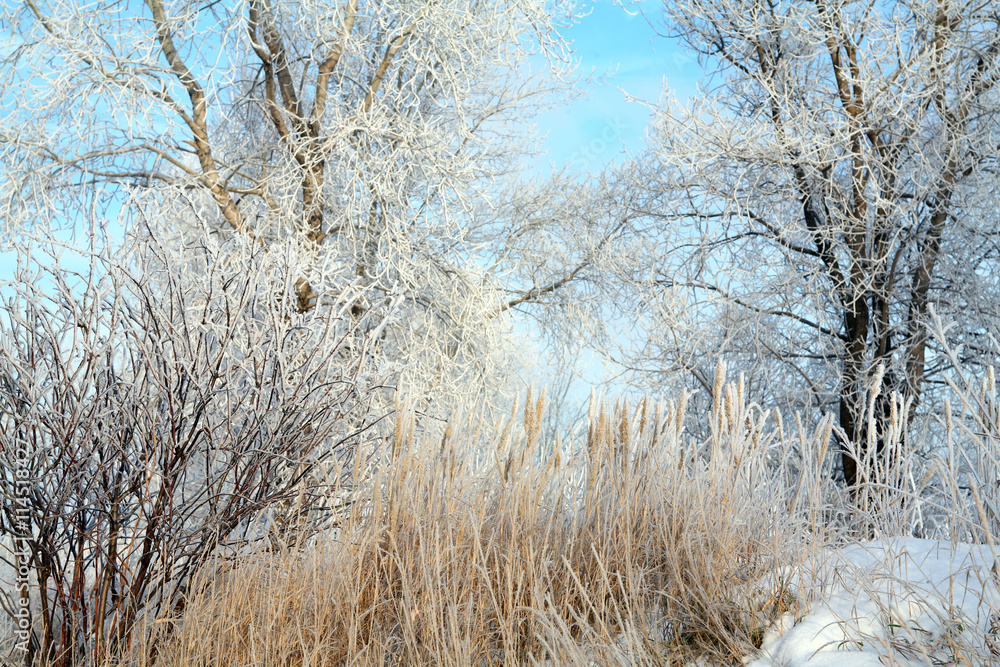 Fototapeta magical frost