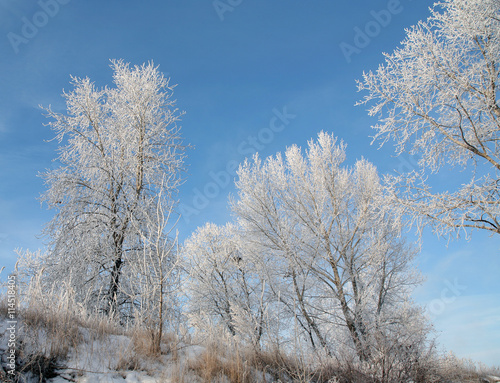 magical frost