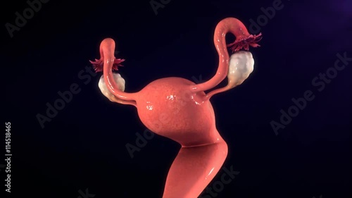 Female reproductive system