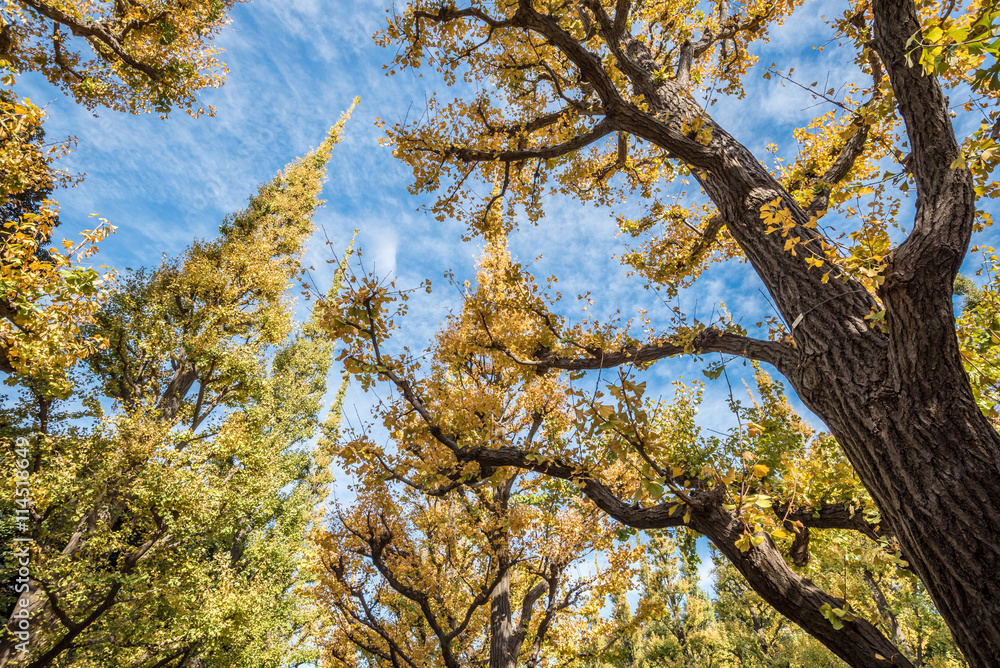 Obraz premium ginko leaves