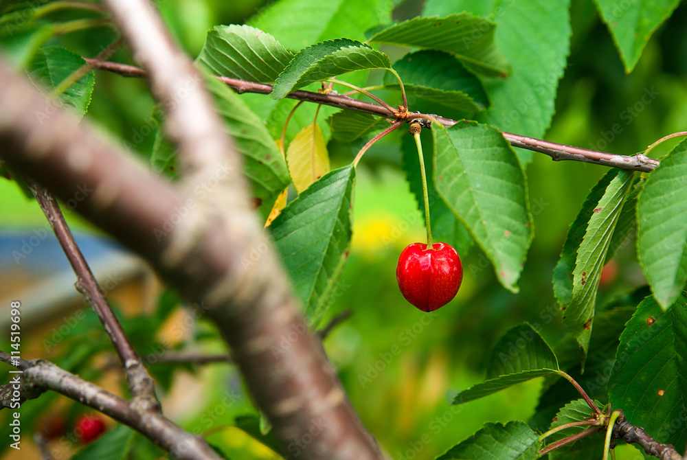 Ripe cherries growing on a tree among green foliage. Ripe cherries growing on a tree among green foliage.