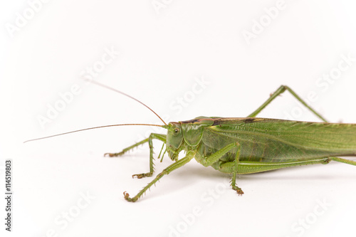 Closeup macro of green grasshopper over white background