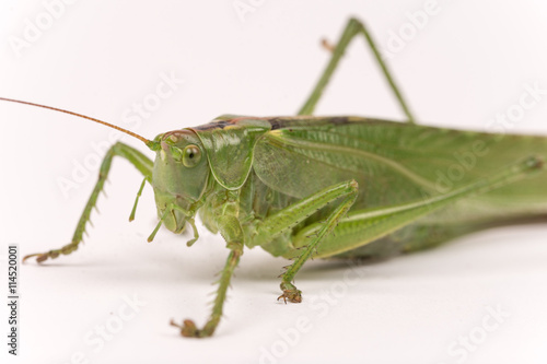 Green grasshopper over white background