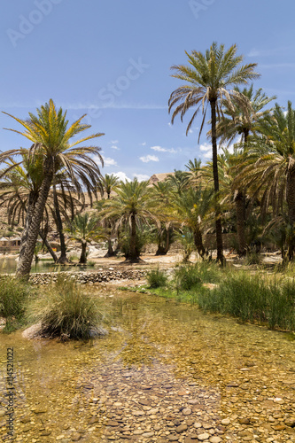 Fototapeta Naklejka Na Ścianę i Meble -  oasis in the Oman heart 