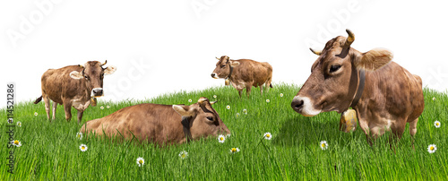 brown cows on meadow isolated on white background / Kühe auf Wiese Weide isoliert Hintergrund weiß