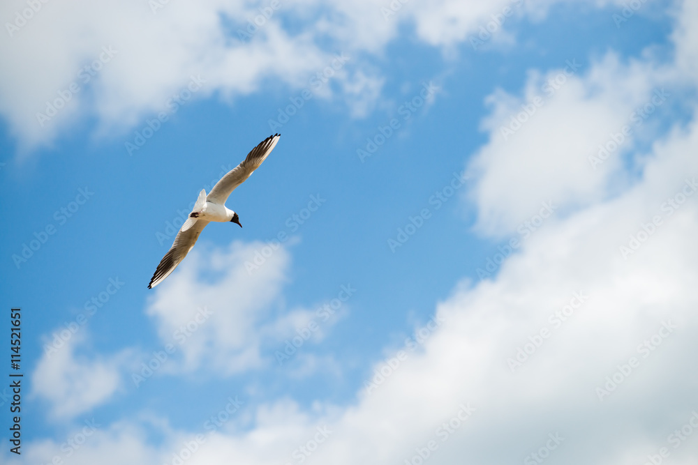 Fototapeta premium seagull flies against the blue sky. Horizontal orientation with