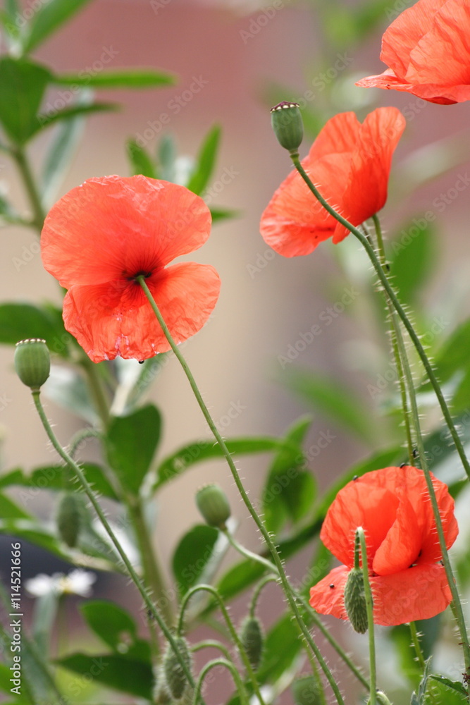 Naklejka premium Poppies in Eger, Hungary