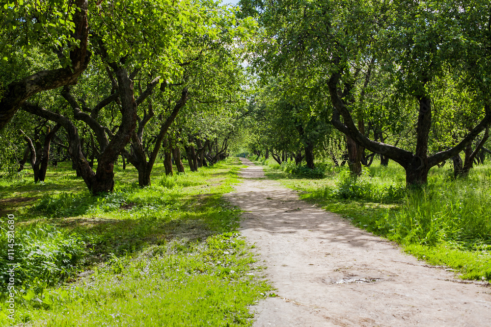 Fototapeta premium Apple trees alley with road