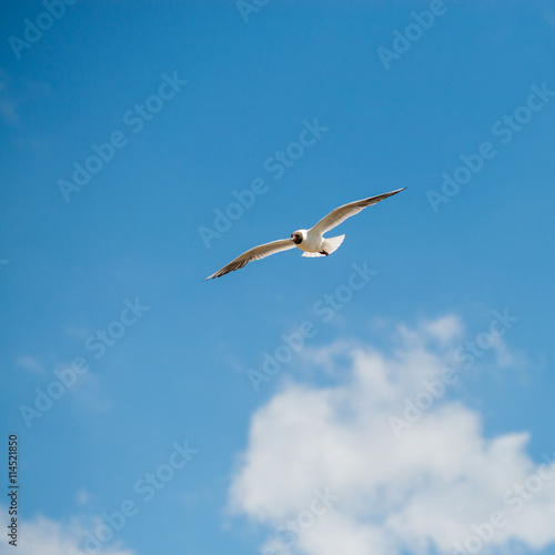 seagull flies against the blue  sky