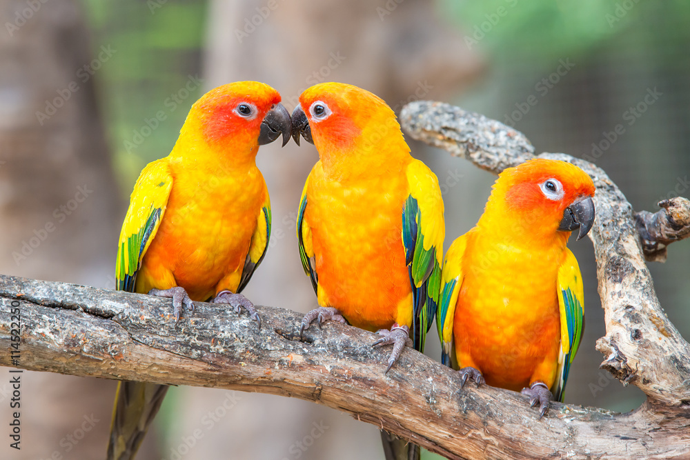 Obraz premium Lovely sun conure parrot birds on the perch.