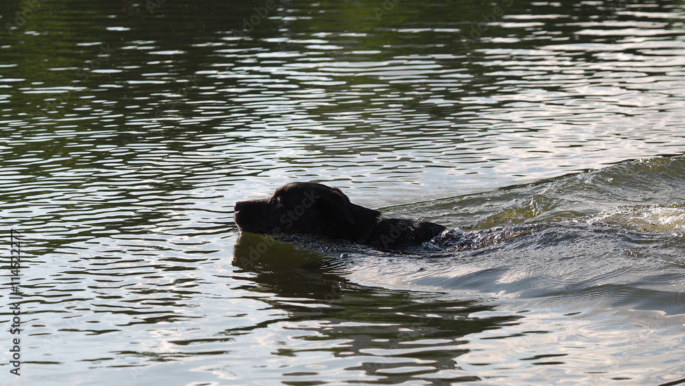 Obraz premium Dog swimming in the water