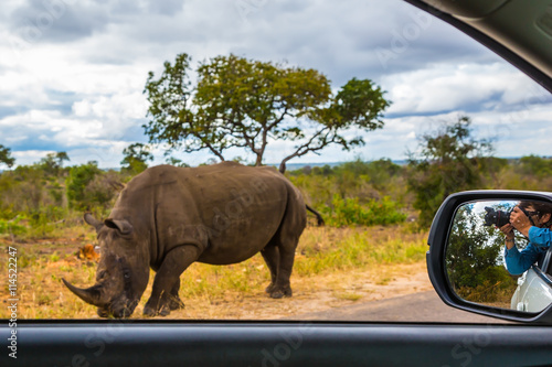 The woman photographs rhino from a car window