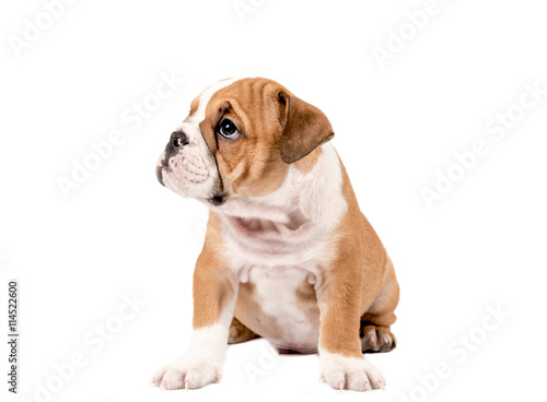 English bulldog puppy