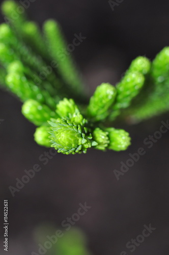 Green pine buds