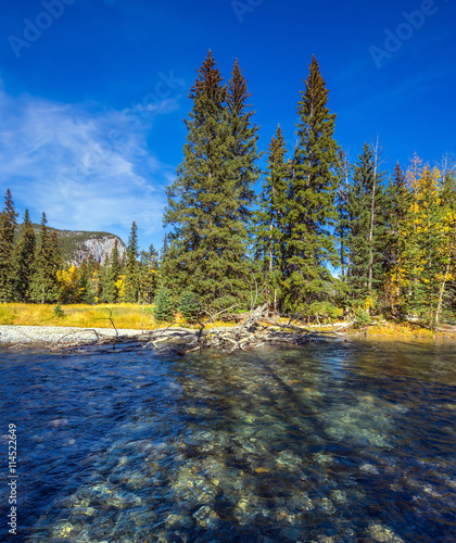 The forest and beneaped river photo