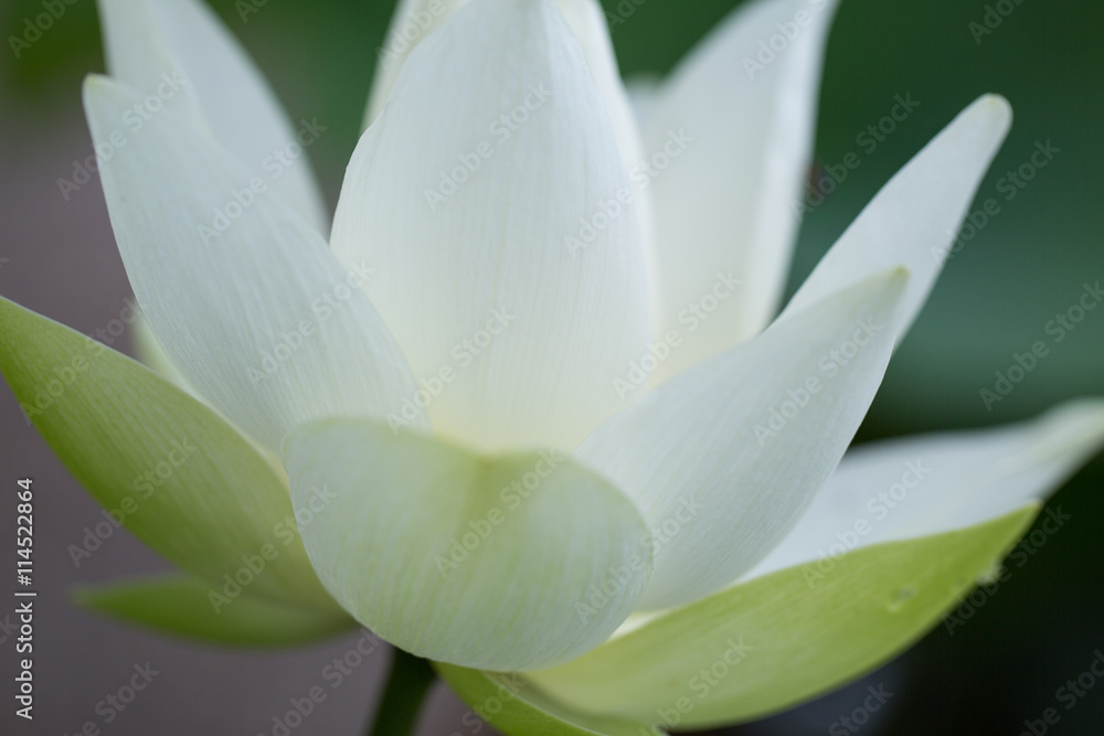 Fototapeta premium 蓮の花