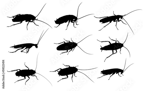 Silhouettes of cockroaches.  © designer_an