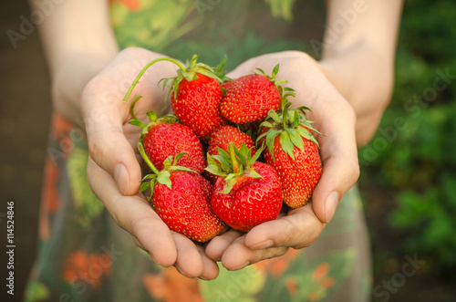 Summer berries topic: man holding hands with ripe red garden strawberry on a green background