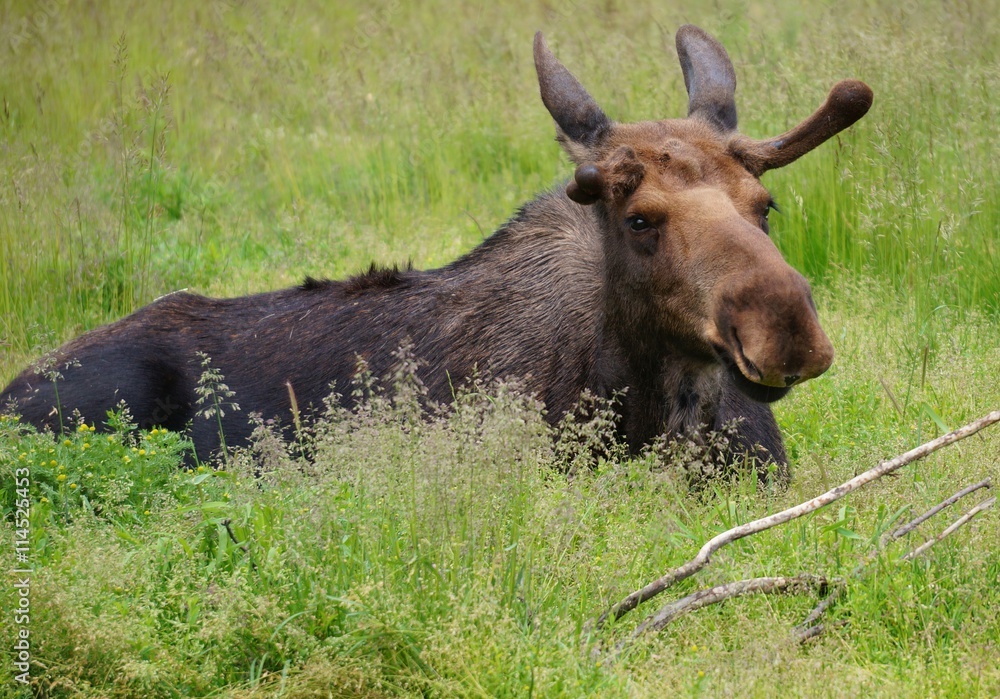 A young moose in the grass in Alaska A young moose in the grass in Alaska